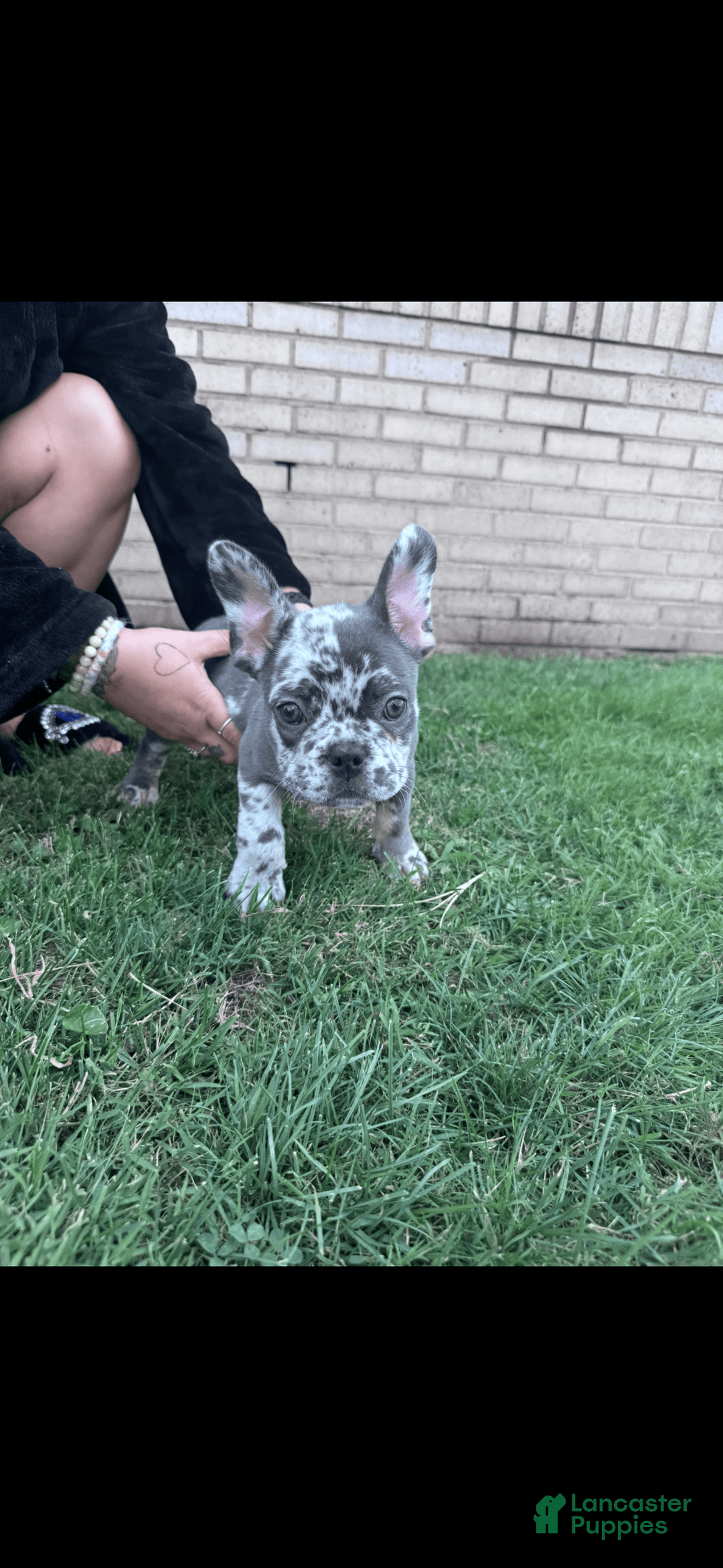 French Bulldog dogs for sale: Tank - Image 1
