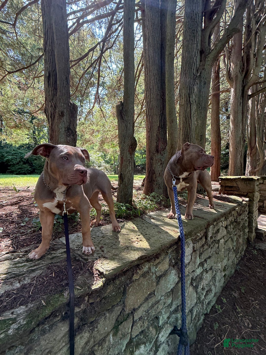 American Bully dogs for sale: Diamond - Image 4
