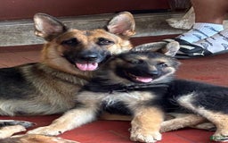 German Shepherd dogs for sale: Cocoa - Image 2