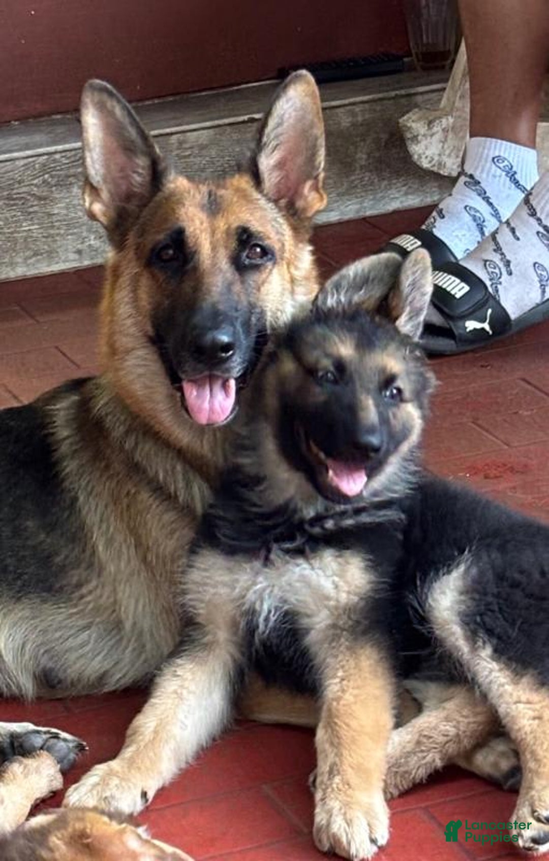 German Shepherd dogs for sale: Cocoa - Image 2