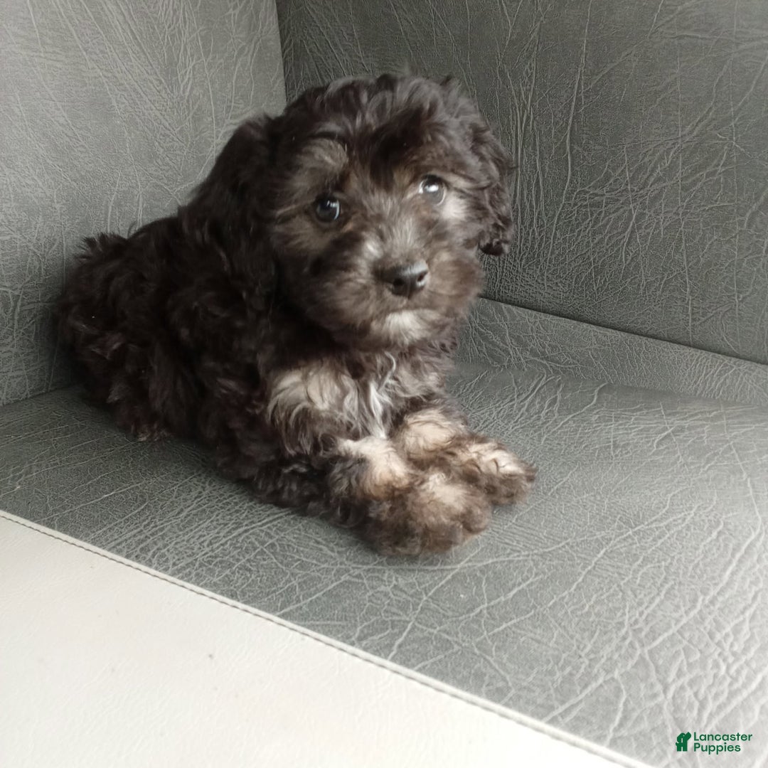 Havapoo dogs for sale: Sally - Image 2