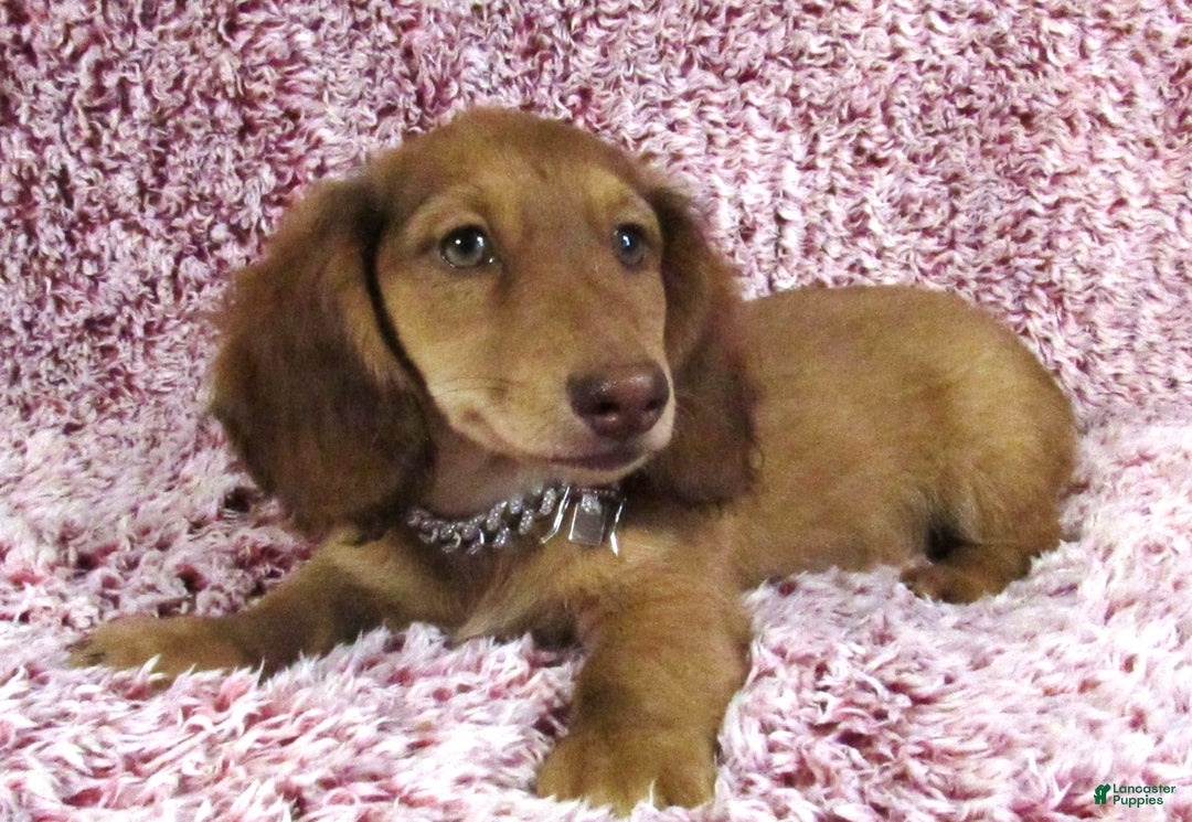 Miniature Dachshund dogs for sale: Odie -akc - Image 5