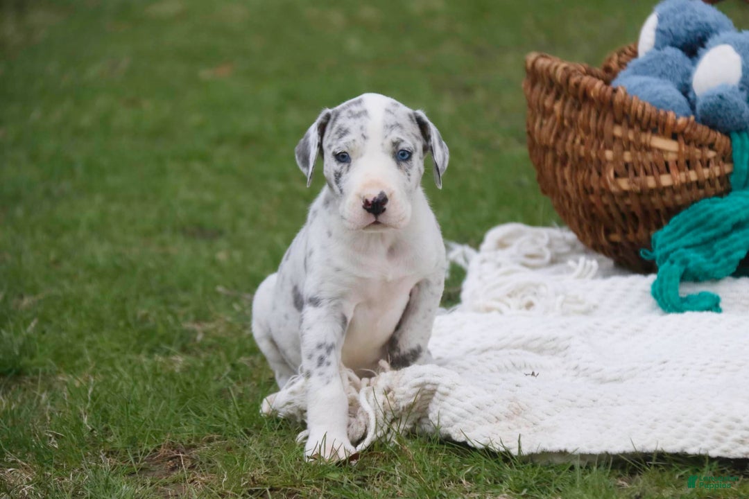 Great Dane dogs for sale: Joujou - Image 15