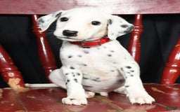 Dalmatian dogs for sale: Frosty - Image 7