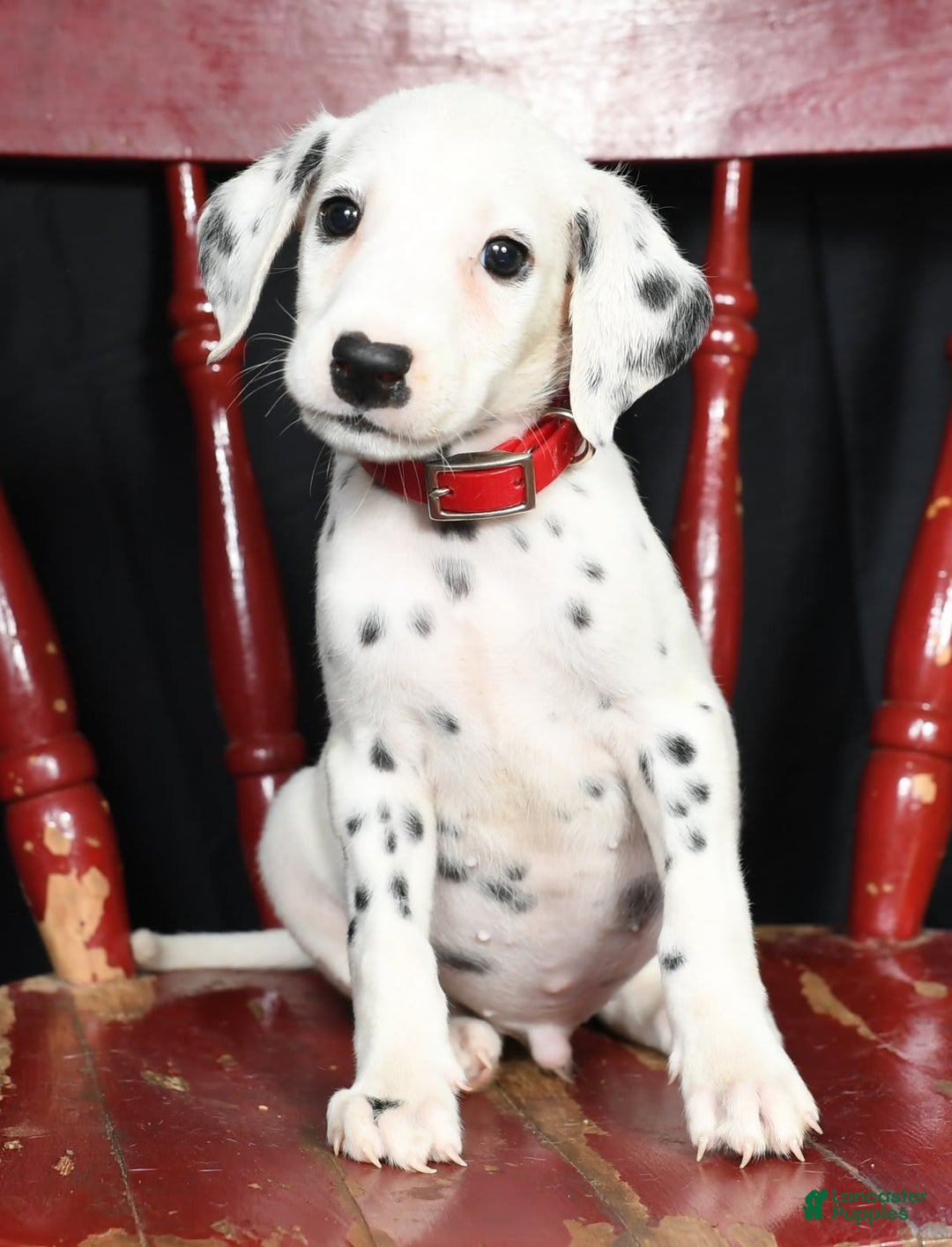 Dalmatian dogs for sale: Frosty - Image 7