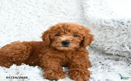  dogs for sale: Mini Goldendoodle 8 puppies - Image 5