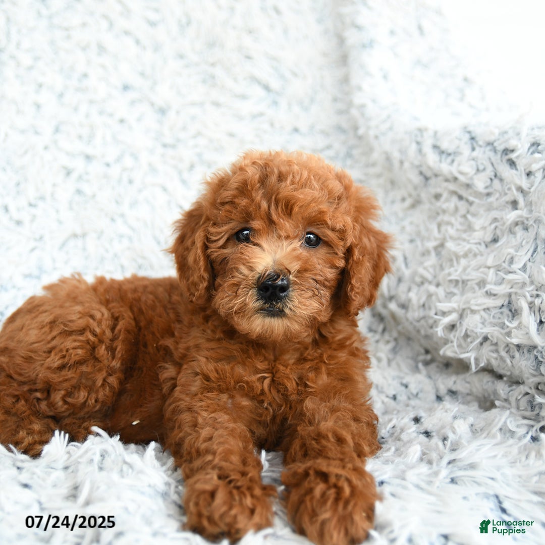  dogs for sale: Mini Goldendoodle 8 puppies - Image 5