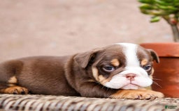 English Bulldog dogs for sale: Sadie - Image 2