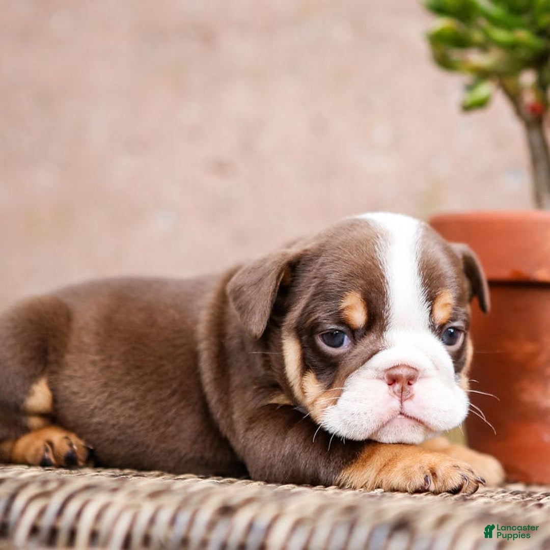English Bulldog dogs for sale: Sadie - Image 2