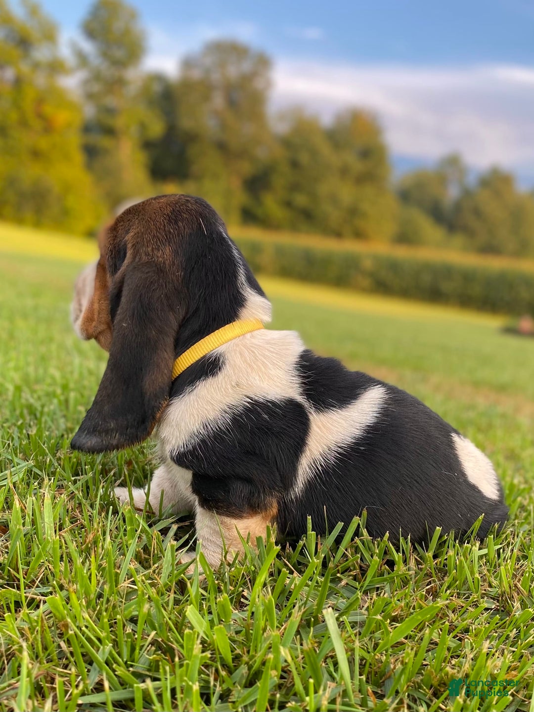 Basset Hound dogs for sale: Isabelle - Image 11