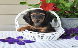 Miniature Dachshund dogs for sale: Laudon - Image 20