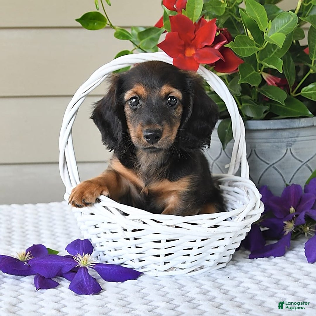 Miniature Dachshund dogs for sale: Laudon - Image 20