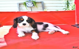 Cavalier King Charles Spaniel dogs for sale: Lola - Image 4
