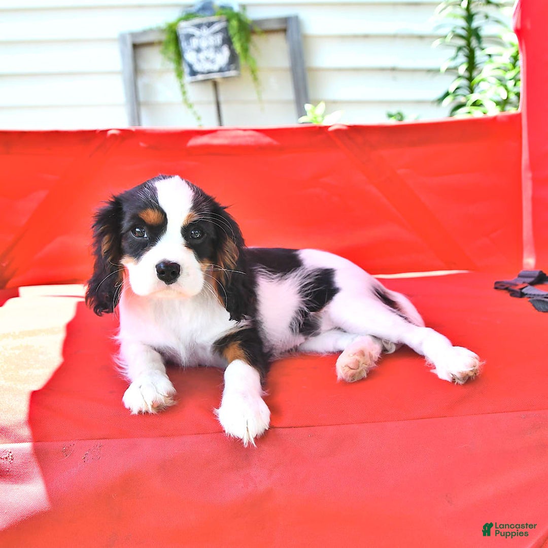 Cavalier King Charles Spaniel dogs for sale: Lola - Image 4
