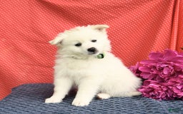 American Eskimo dogs for sale: Marco - Image 7