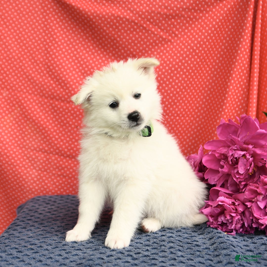 American Eskimo dogs for sale: Marco - Image 7