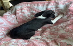 Boston Terrier dogs for sale: Marie - Image 4