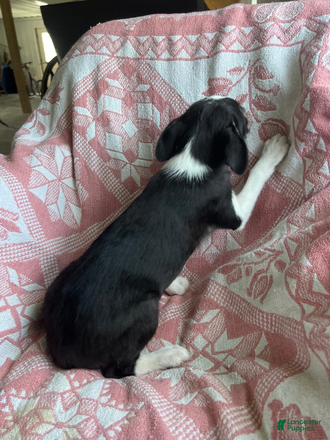 Boston Terrier dogs for sale: Marie - Image 4