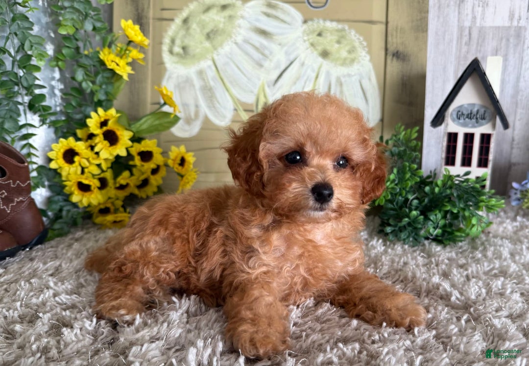 Toy Poodle dogs for sale: Israel - Image 3