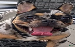 French Bulldog dogs for sale: Smokey - Image 16