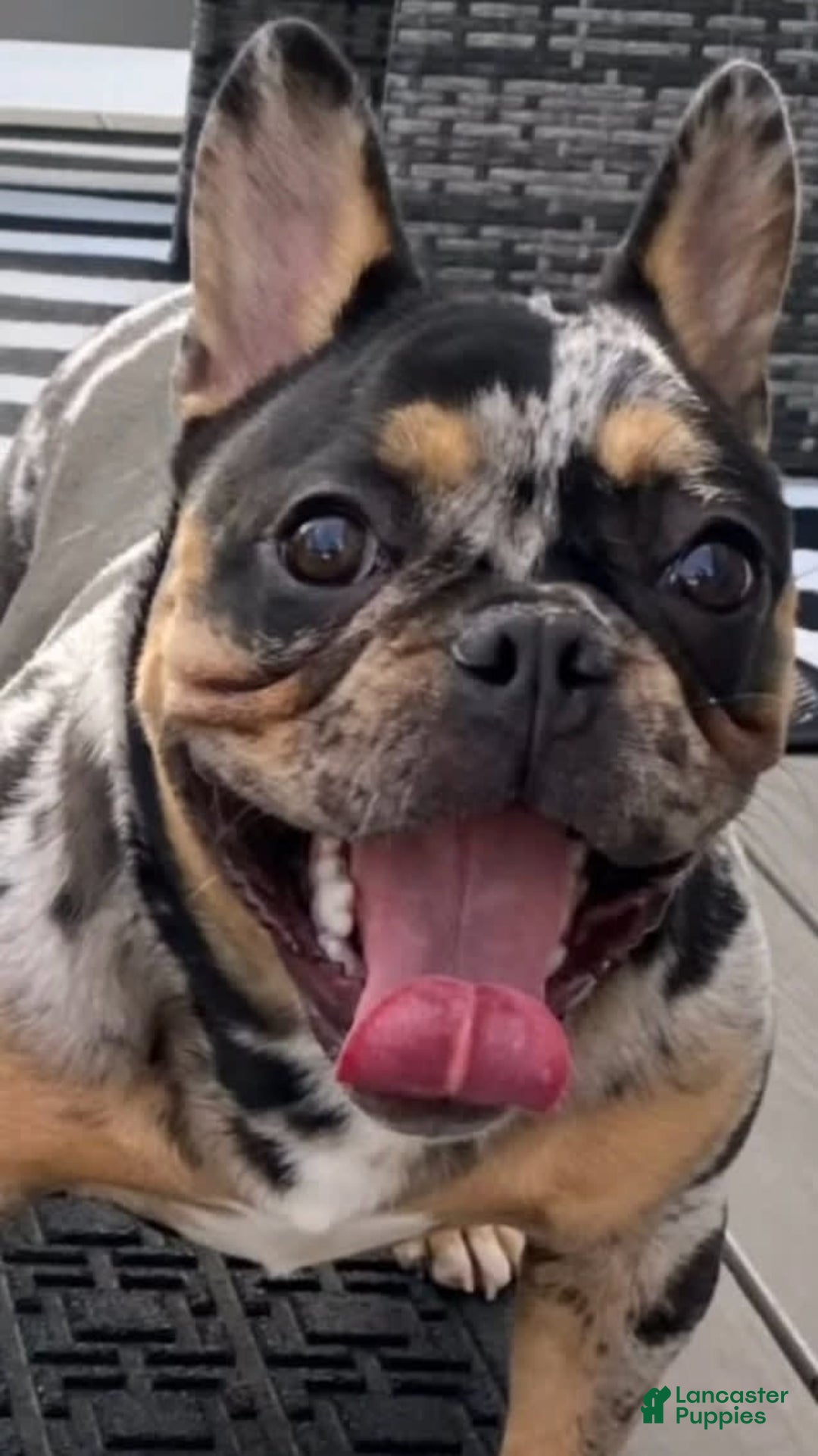 French Bulldog dogs for sale: Smokey - Image 16