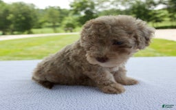 Miniature Poodle dogs for sale: Jackson - Image 4