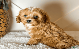 Cavapoo dogs for sale: Hope - Image 2