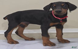 Doberman Pinscher dogs for sale: Cuco - Image 1