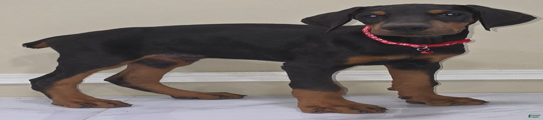 Cuco