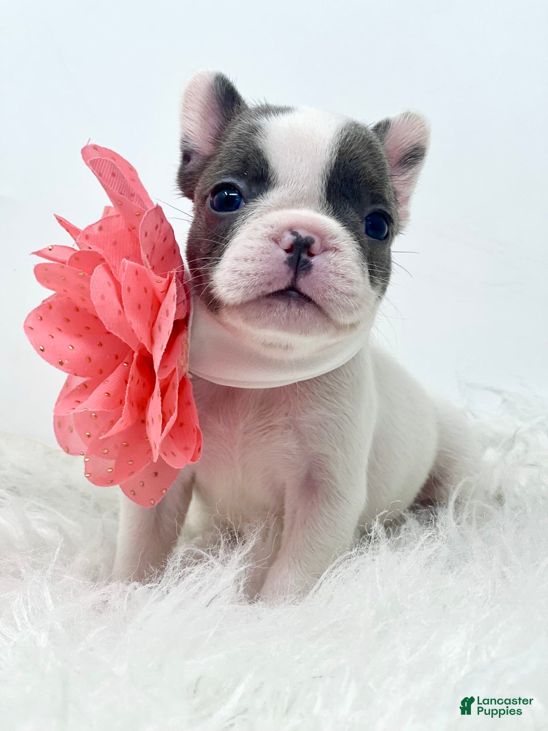 French Bulldog dogs for sale: Tilly - Image 4