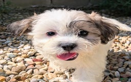 Teddy Bear dogs for sale: Whipped Cream - Image 5