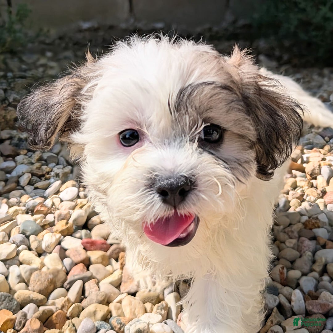 Teddy Bear dogs for sale: Whipped Cream - Image 5