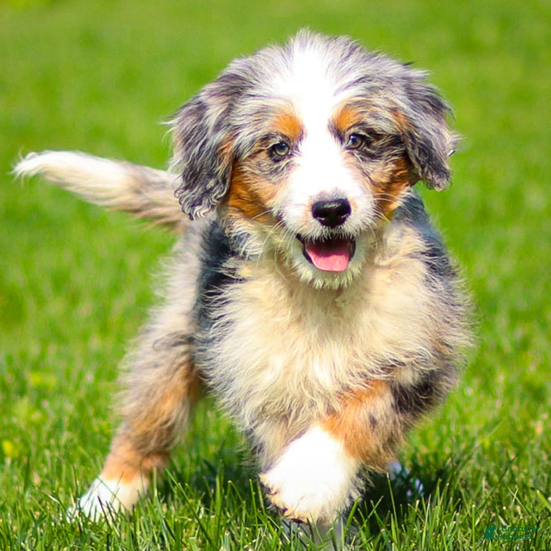 Mini Bernedoodle dogs for sale: Noli - Image 14
