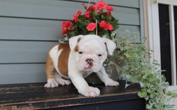 English Bulldog dogs for sale: Ruffles - Image 12