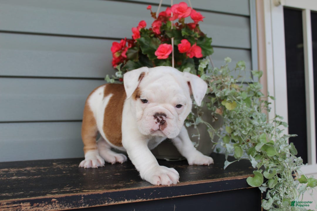 English Bulldog dogs for sale: Ruffles - Image 12
