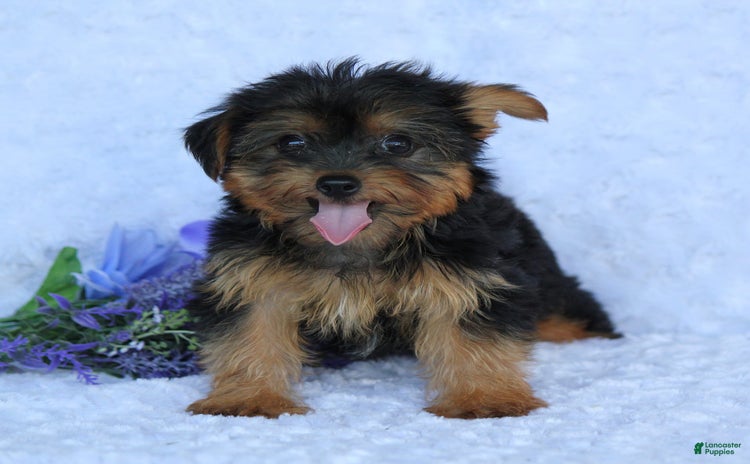 Yorkiepoo dogs - Advert 22