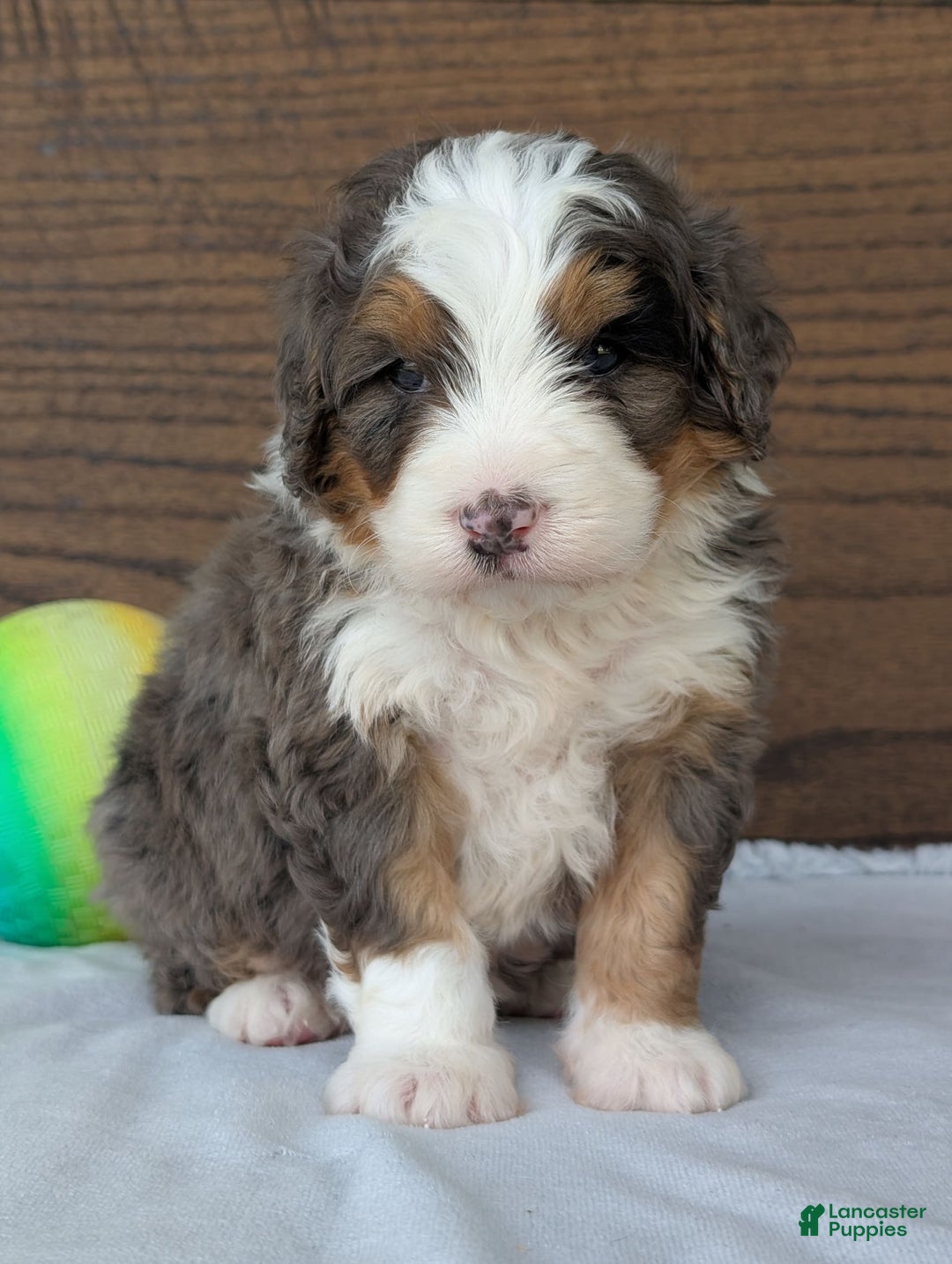 Mini Bernedoodle dogs for sale: Louie - Image 16