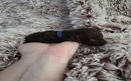 Labradoodle dogs for sale: Runtie - Image 1