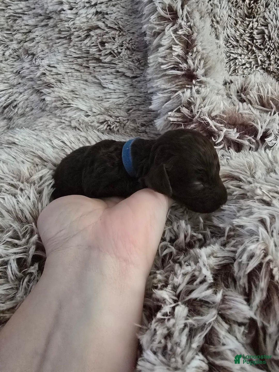 Labradoodle dogs for sale: Runtie - Image 1