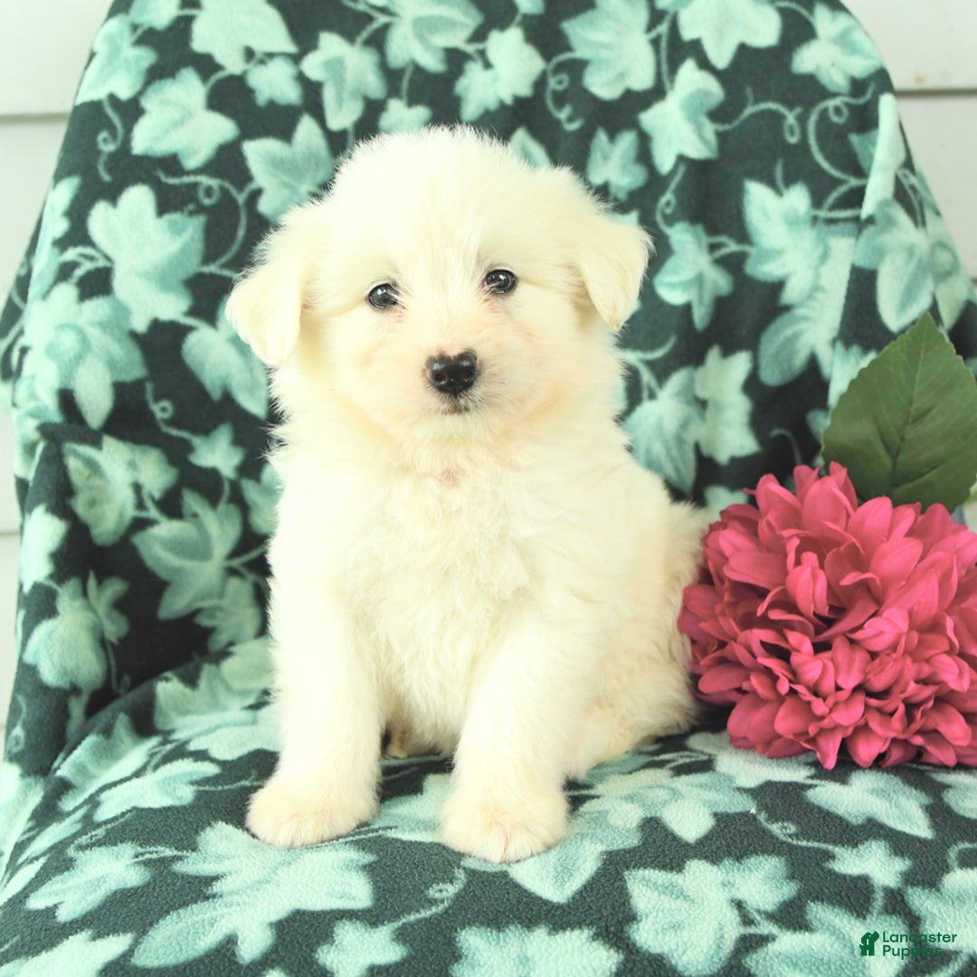 Eskipoo dogs for sale: Silver - Image 2