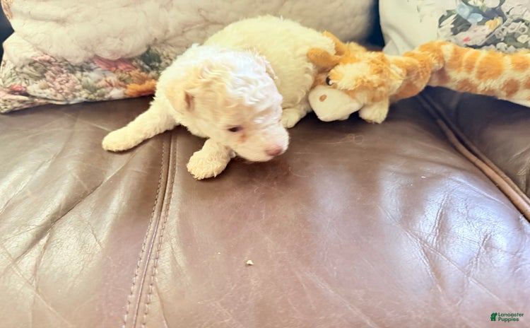 Maltipoo dogs - Advert 7