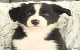 Border Collie dogs for sale: Nudge - Image 2