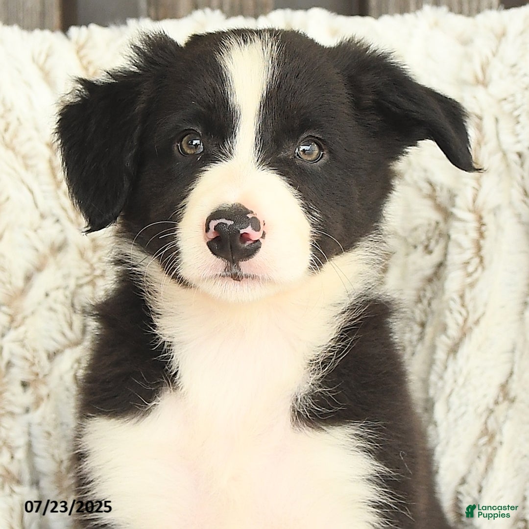Border Collie dogs for sale: Nudge - Image 2