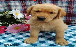 Labrador Retriever dogs for sale: Labrador Retriever 5 puppies - Image 6