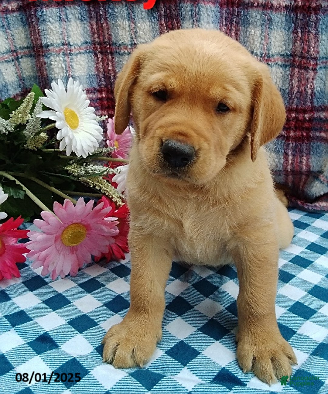 Labrador Retriever dogs for sale: Labrador Retriever 5 puppies - Image 6