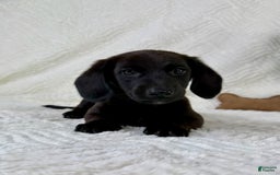 Miniature Dachshund dogs for sale: Dottie - Image 5