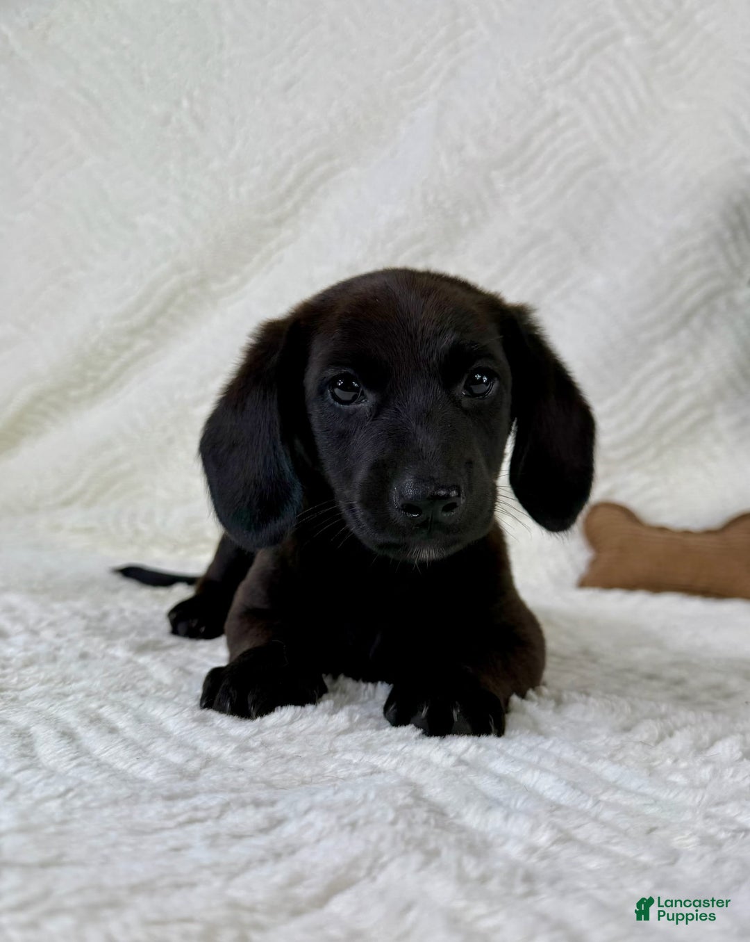 Miniature Dachshund dogs for sale: Dottie - Image 5