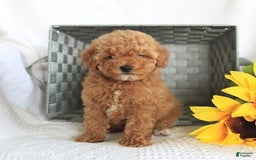 Miniature Poodle dogs for sale: Roxy - Image 1