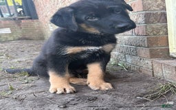 German Shepherd dogs for sale: Rip - Image 3