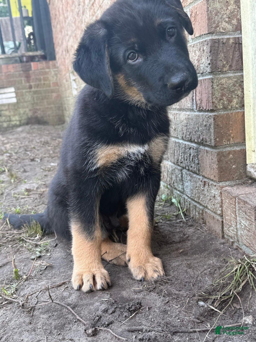 German Shepherd dogs for sale: Rip - Image 3